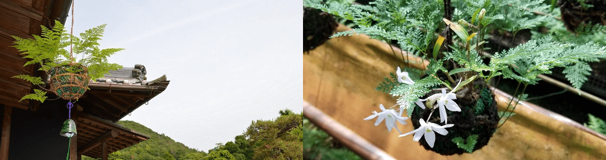 伝統工芸植物「つりしのぶ」のPR（つりしのぶ作り体験を通じて