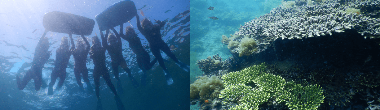 高島の美しい海を守るため、産学連携で挑む珊瑚保護について | @長崎県