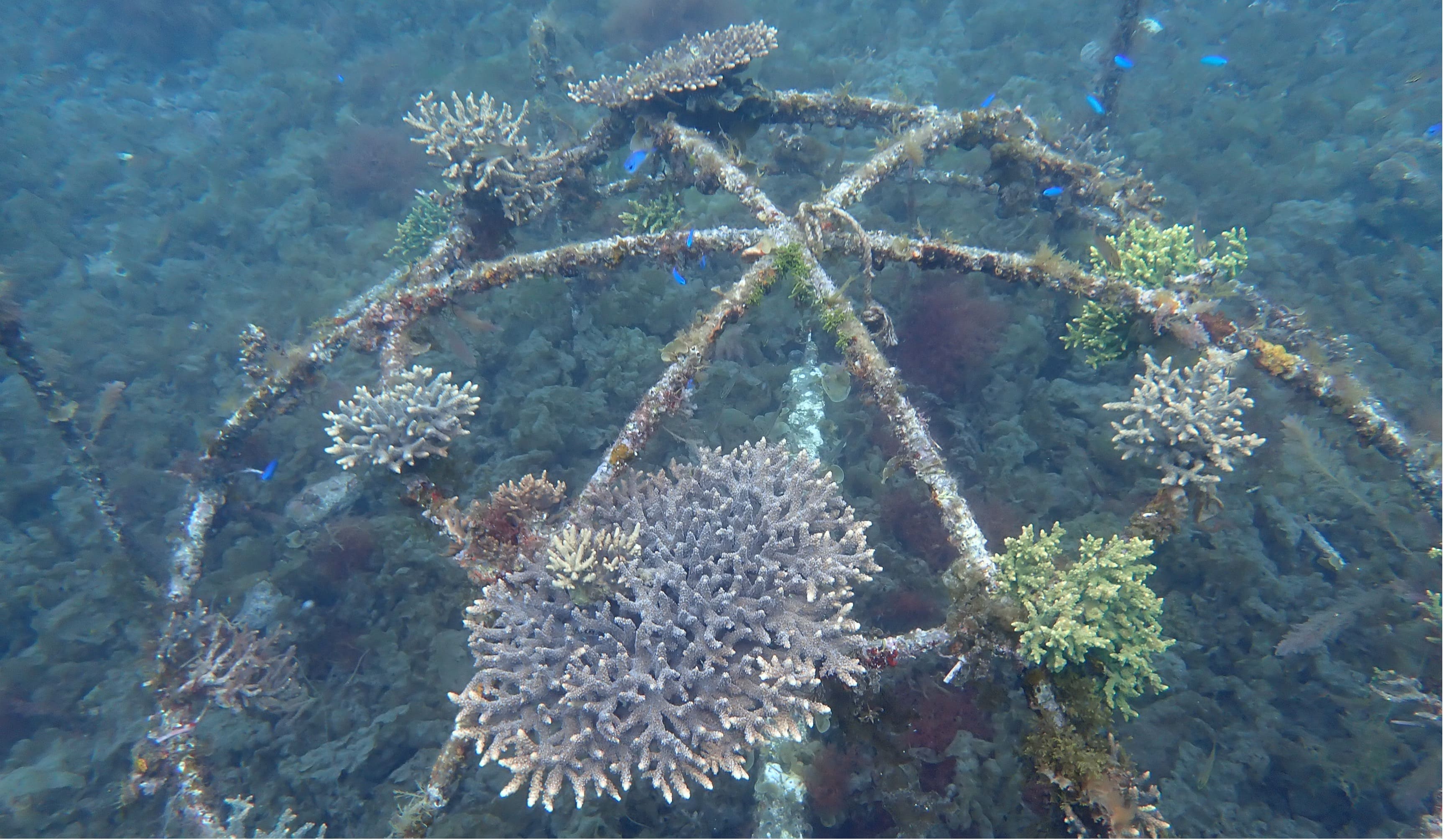 学生向け｜環境学習｜高島の美しい海を守るため、産学官連携で挑むサンゴ保護活動について