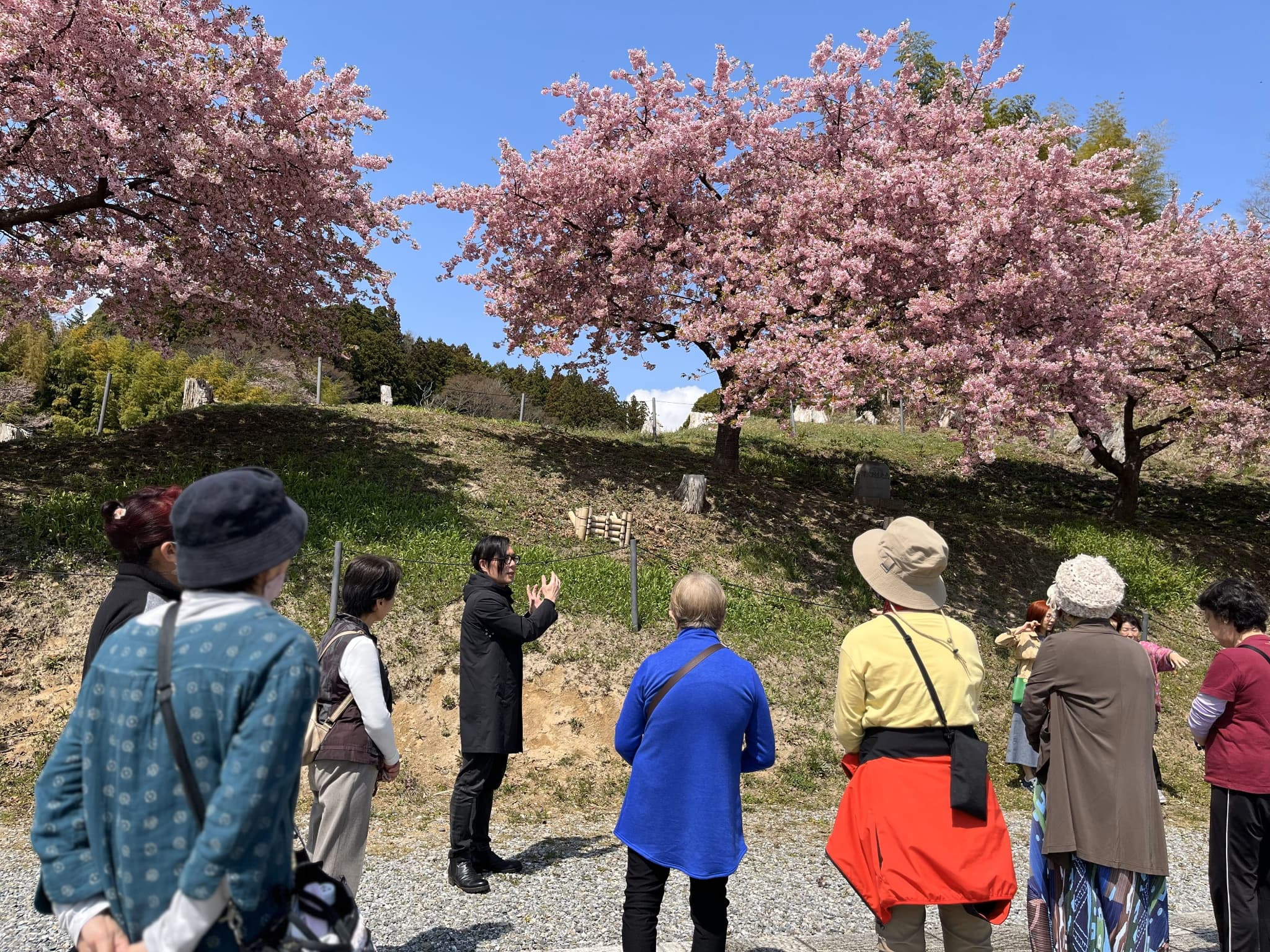 桜を植樹し震災被害を後世に伝える。"桜ライン311"の取り組みから学ぶ減災・防災について