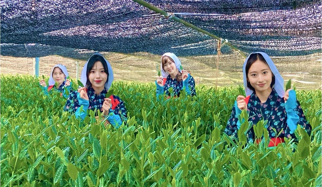 抹茶生産量日本一!お茶どころとして150年以上の歴史を持つ「西尾の抹茶」について学ぶ(体験付き)