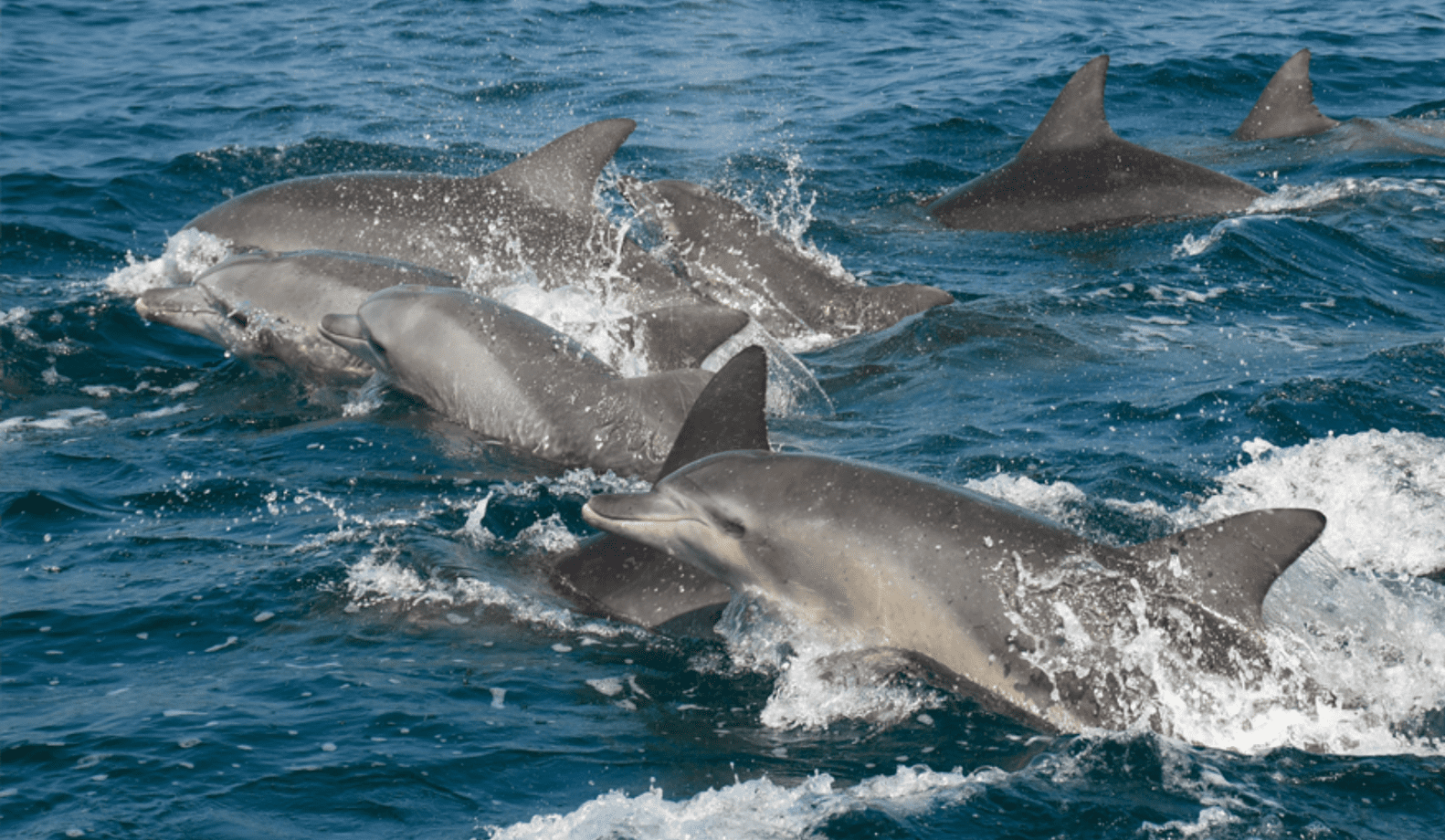 1年中野生のイルカに出会える観光船に乗り、イルカの生態系を学ぶツアー