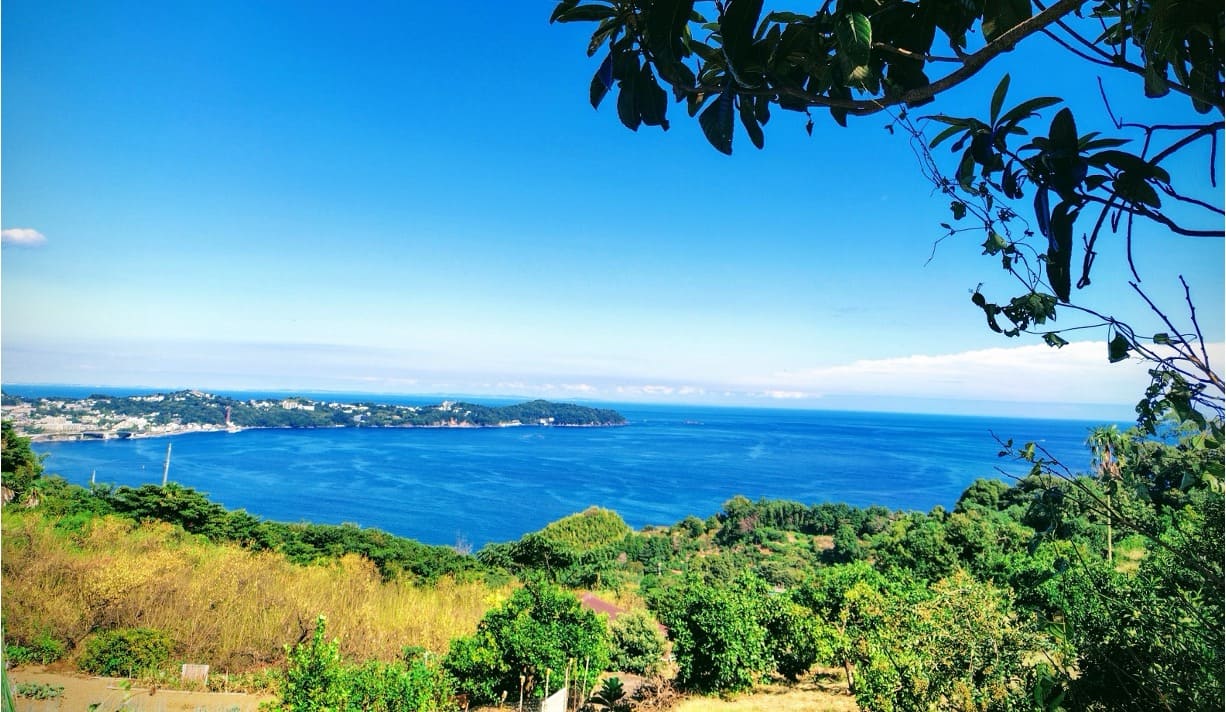 相模灘を眺める農園を自由に活用する『たからのはたけFarmcation』利用申込