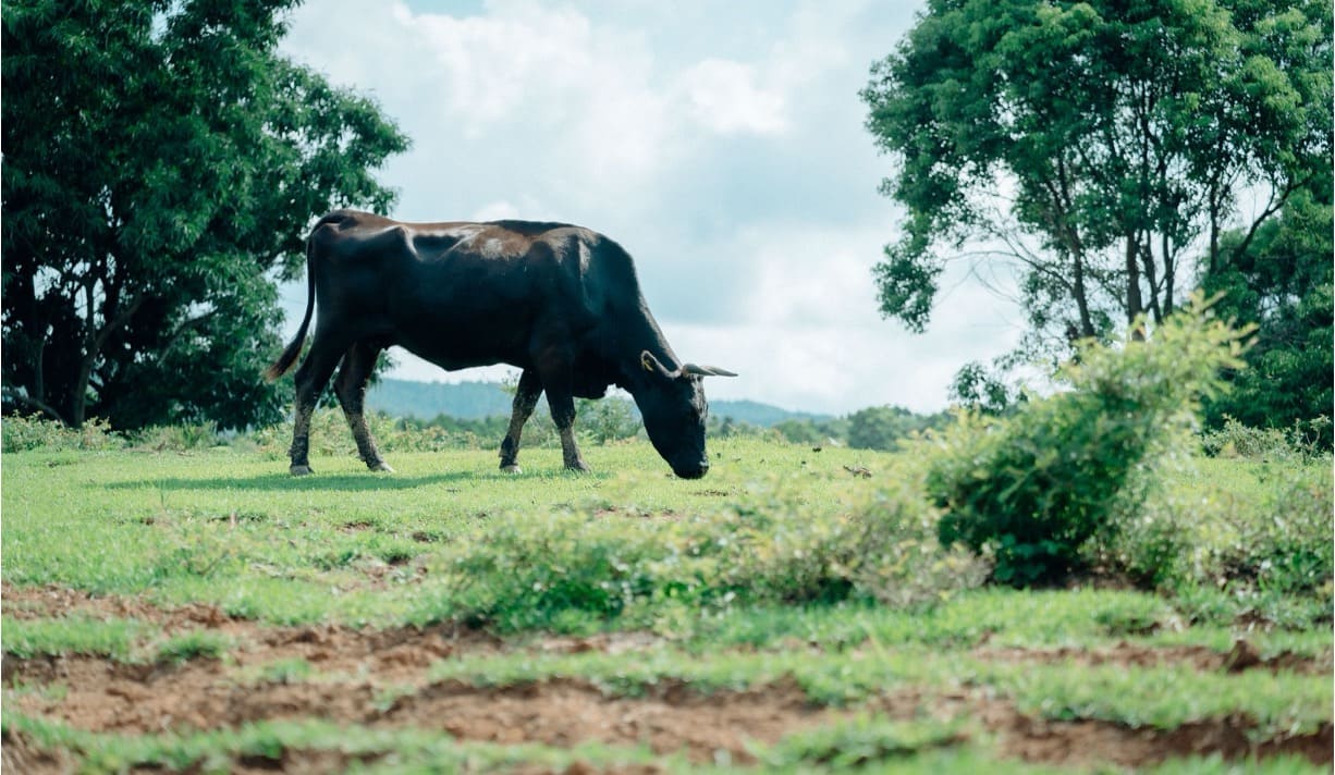【海士町】産業プラン｜島の産業を育てる仕組みについて学ぶ