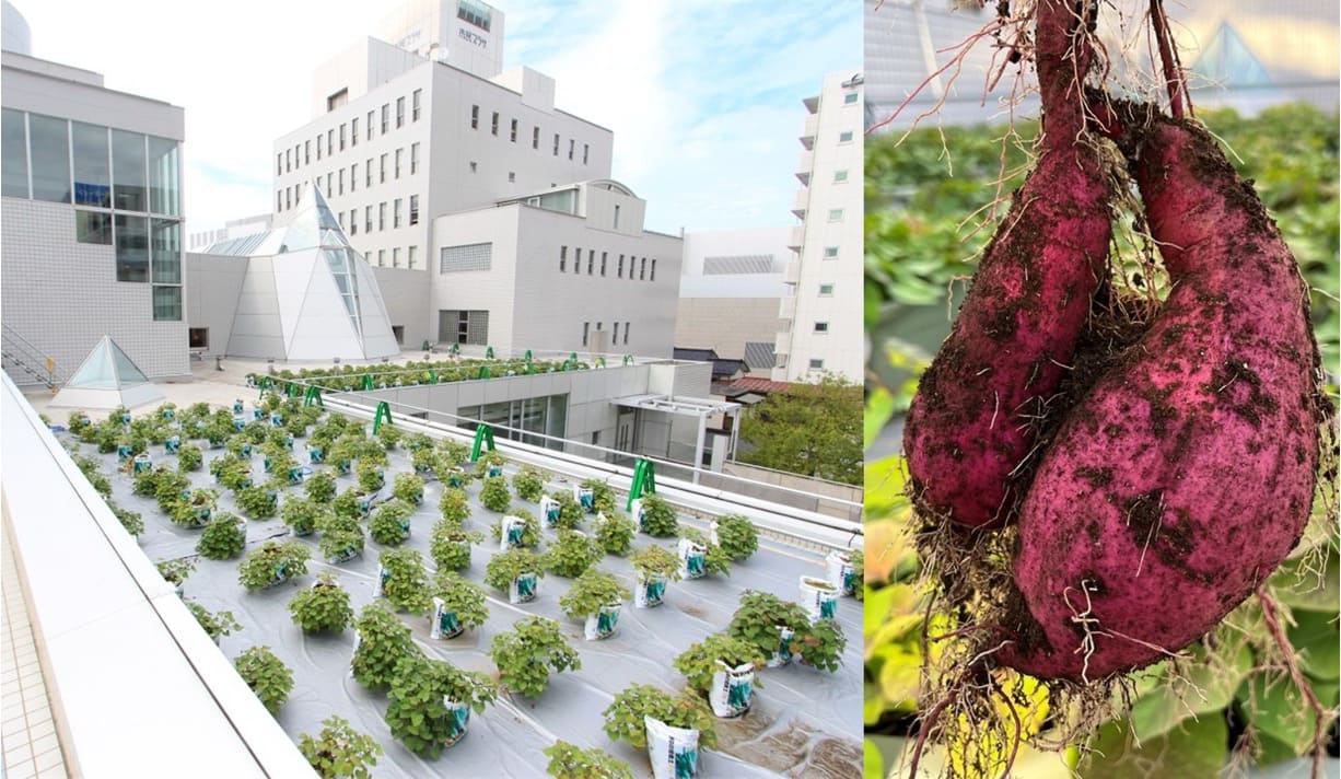 【ショートプラン】市民参加型の持続可能なまちづくり「大手町農園」視察プラン