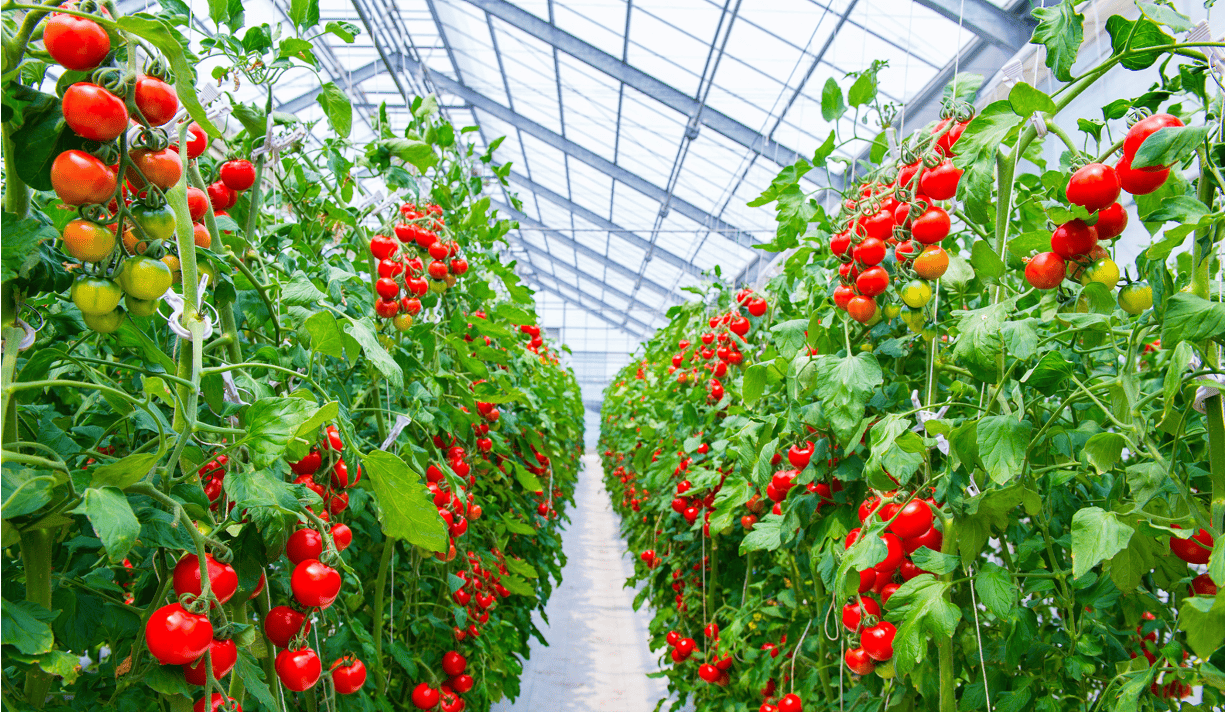 誰にでもできる稼げる農業の実現！Happy式マーケットイン農業「ハピトマ栽培」について